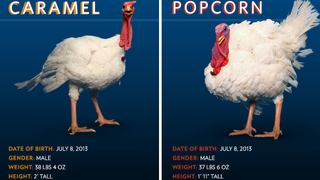 Democracy and Bloodlust Meet in This Year's Turkey Pardoning Ritual